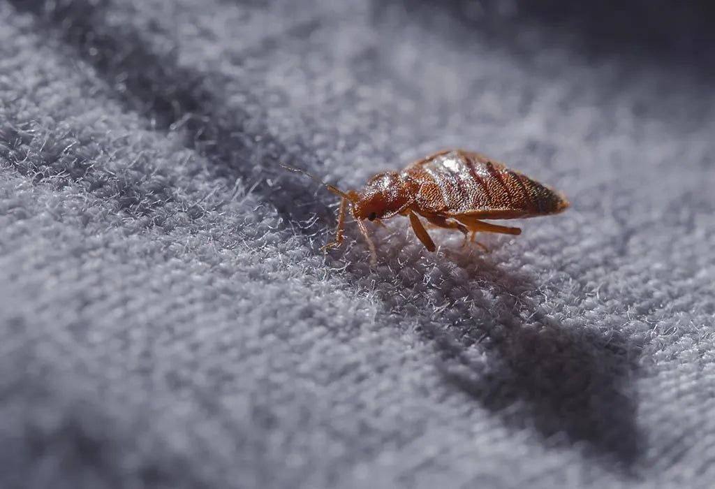 How to Get Rid of Bed Bugs With Home remedies